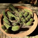 pot-o-cacti by blueberry1222