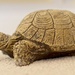 23 Dec Tommy the Tortoise by delboy207