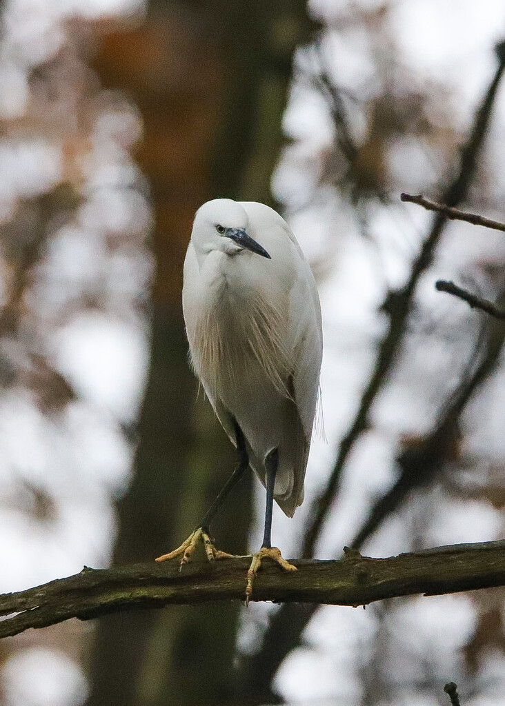White Egret by phil_sandford