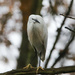 White Egret by phil_sandford