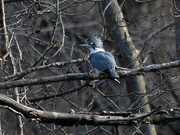 23rd Dec 2021 - Belted kingfisher