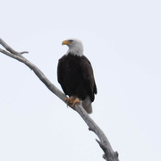 23rd Dec 2021 - American Bald Eagle