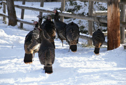 10th Dec 2021 - Wild Turkeys