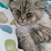 My Daughter's Siberian Kitty Cat by julie
