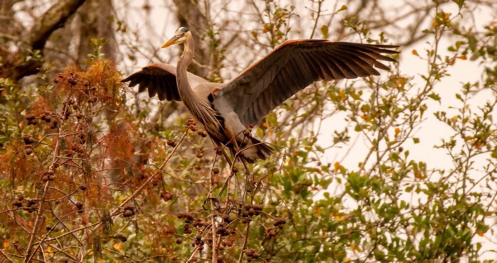 Blue Heron Landing in the Tree Tops! by rickster549