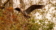 23rd Dec 2021 - Blue Heron Landing in the Tree Tops!