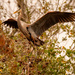 Blue Heron Landing in the Tree Tops! by rickster549