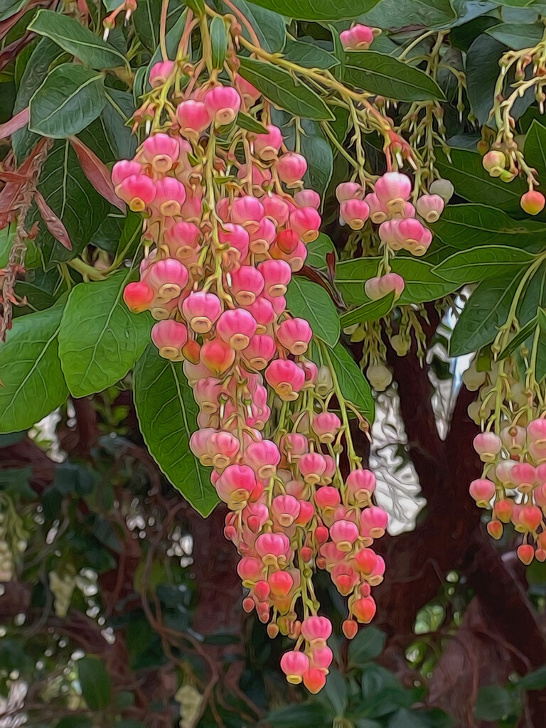 Tree Flowers by joysfocus