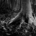 Rooted by cdcook48