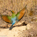 Bee-eater flight by flyrobin