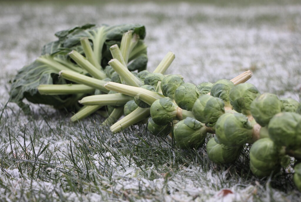 A stalk of brussels on the frozen grass by jamibann
