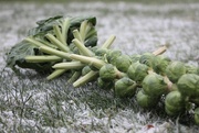 24th Dec 2021 - A stalk of brussels on the frozen grass