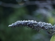 23rd Dec 2021 - Frosted butterfly bush