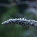 Frosted butterfly bush by jacqbb
