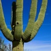Saguaro arms by blueberry1222