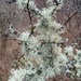 Lichen by kimka