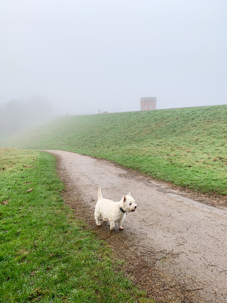 Finlay in the fog by pamknowler