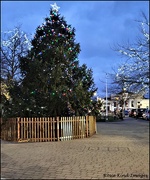 24th Dec 2021 - Christmas tree in BIggleswade