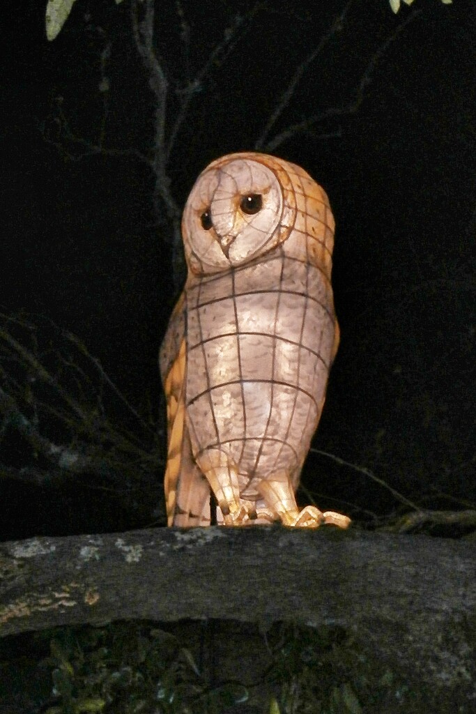 Christmas Owl..... by cutekitty