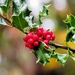 Christmas Holly by seattlite