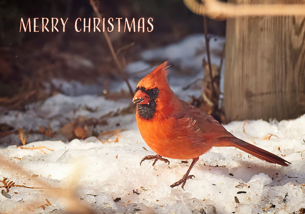 A Spot of Christmas Brightness by gardencat