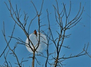 21st Dec 2021 - Robin on Top of the Moon