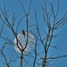 Robin on Top of the Moon by kareenking