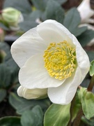 22nd Dec 2021 - Christmas Rose