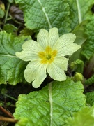 24th Dec 2021 - Primrose