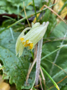 23rd Dec 2021 - Cowslip