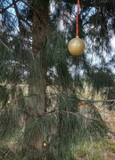 24th Dec 2021 - Natural Christmas tree