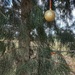 Natural Christmas tree by salza