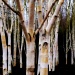 Silver birch  by judithg
