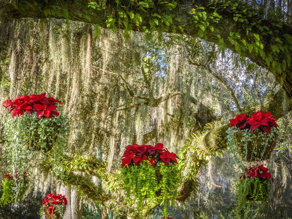 Poinsettia and Spanish Moss by k9photo