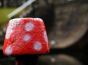 26th Jan 2011 - Canal Toadstool