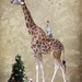 Giraffe Christmas by pusspup