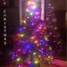 Christmas tree  by stuart46