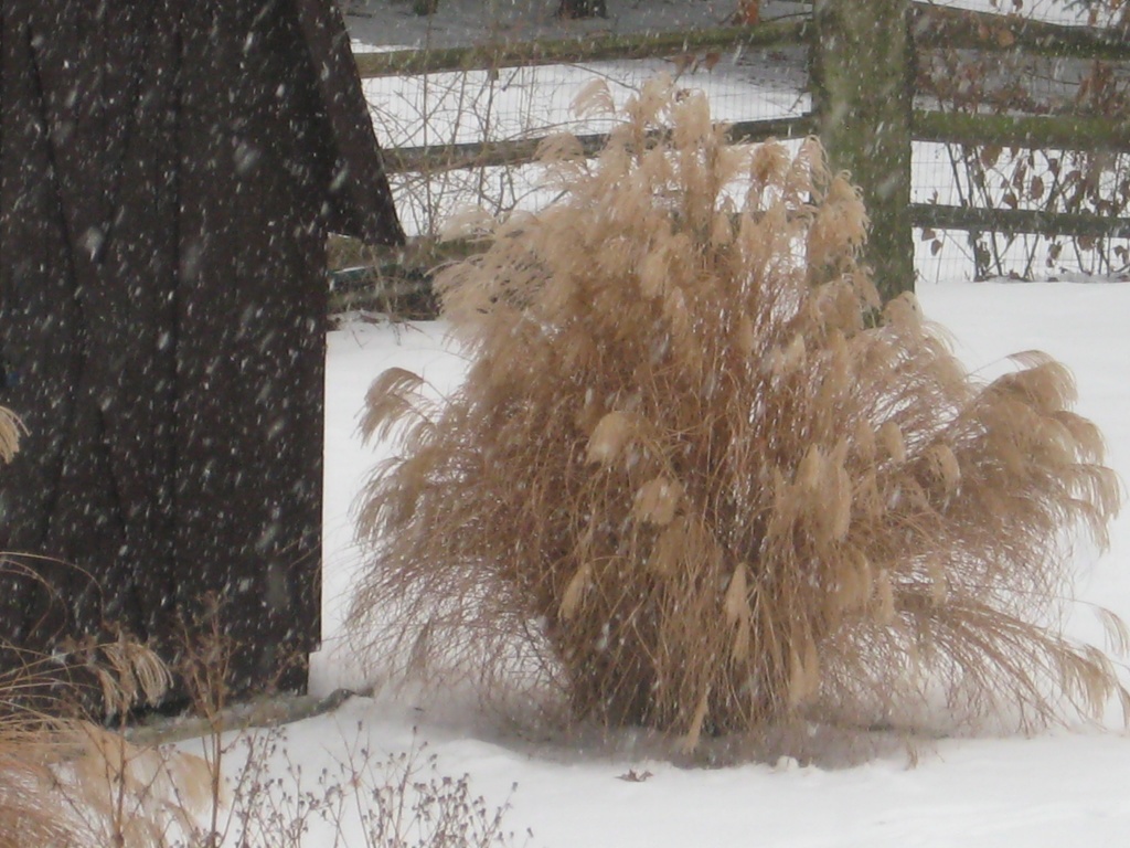 Ornamental grass in snowflakes by mittens