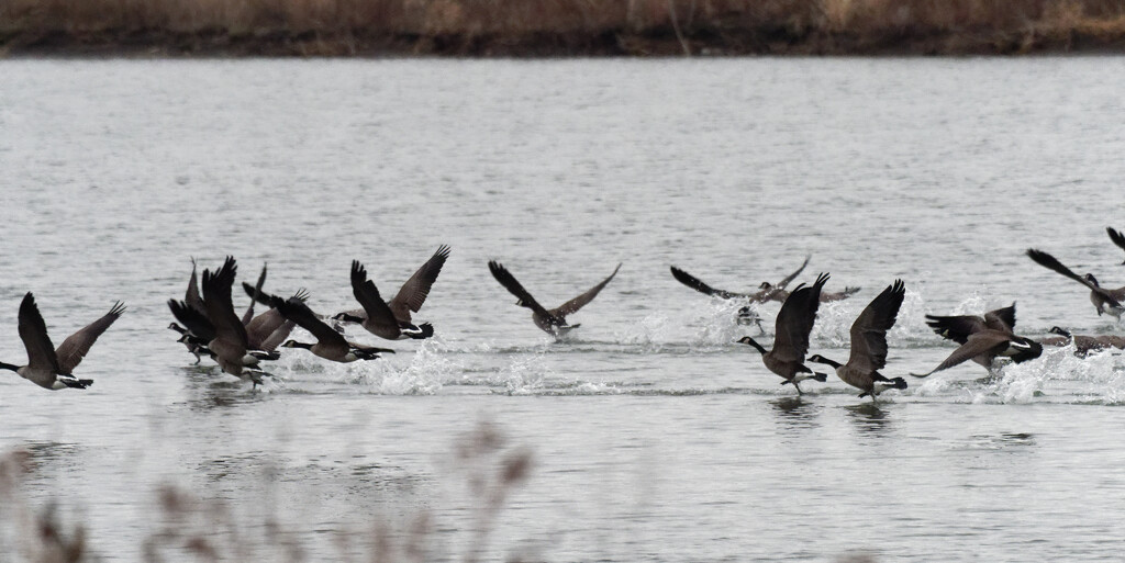 geese in flight by rminer