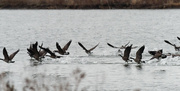 25th Dec 2021 - geese in flight