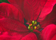 25th Dec 2021 - Poinsettia ...for more Christmas Cheer