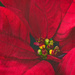 Poinsettia ...for more Christmas Cheer by gardencat