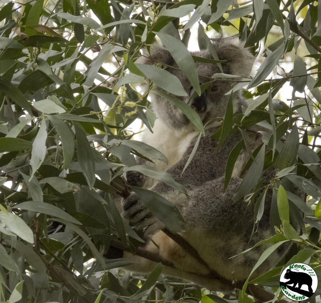 nestled in well by koalagardens