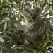 nestled in well by koalagardens