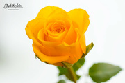 25th Dec 2021 - Yellow rose
