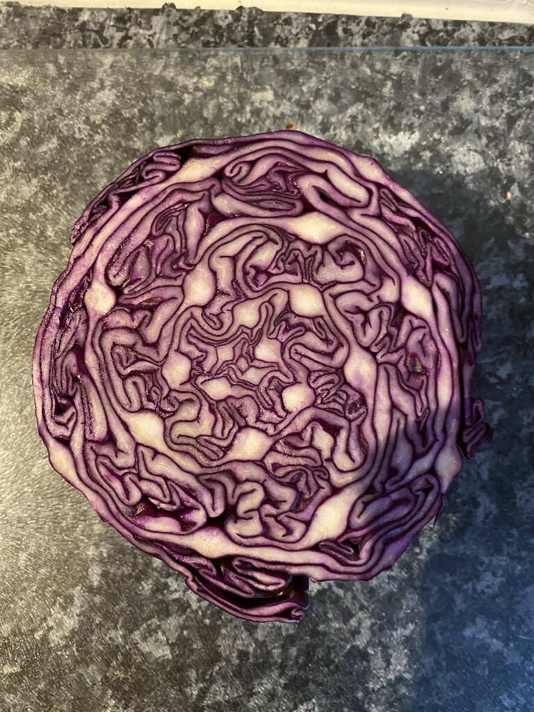 Red Cabbage by davemockford