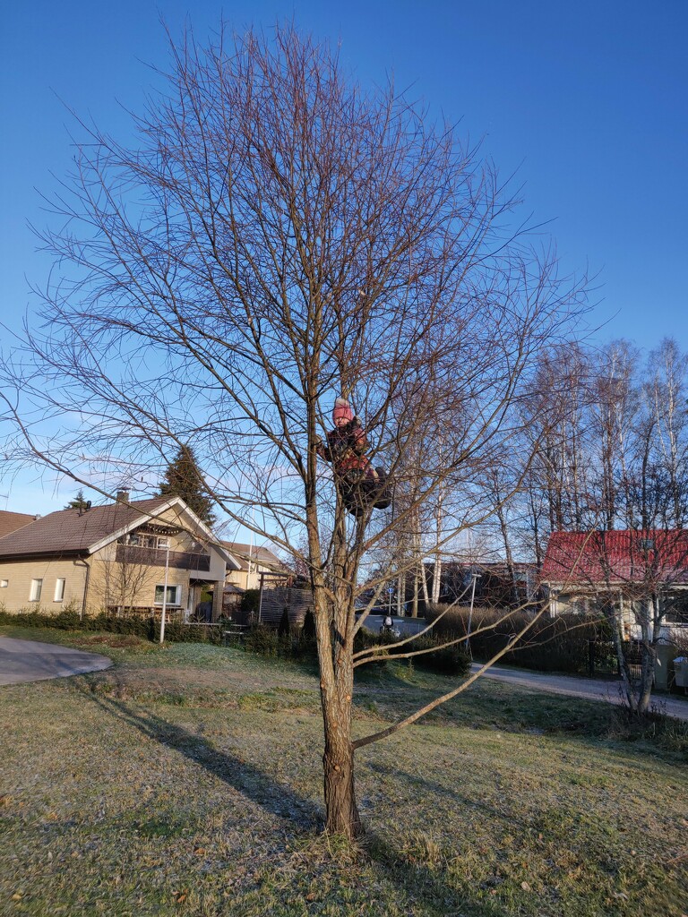 Mimi climbs a tree IMG_20211122_123940 by annelis