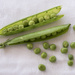 Summer fresh! Peas in a pod by brigette