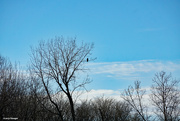 24th Dec 2021 - Bald eagle in a tree across the river
