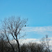 Bald eagle in a tree across the river by larrysphotos